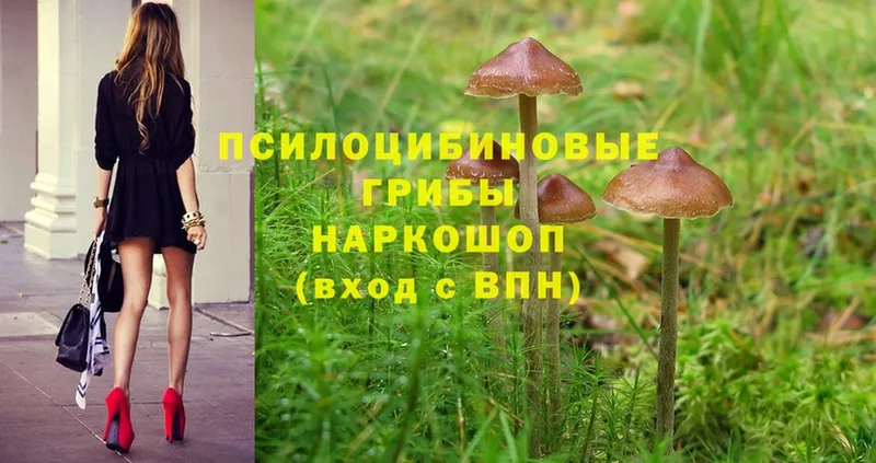 Псилоцибиновые грибы Magic Shrooms Боровичи